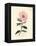 Pink Flowered Cretan Cistus, Cistus Creticus-James Sowerby-Framed Premier Image Canvas