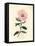 Pink Flowered Cretan Cistus, Cistus Creticus-James Sowerby-Framed Premier Image Canvas