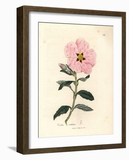 Pink Flowered Cretan Cistus, Cistus Creticus-James Sowerby-Framed Giclee Print