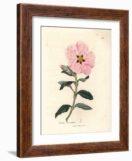 Pink Flowered Cretan Cistus, Cistus Creticus-James Sowerby-Framed Giclee Print