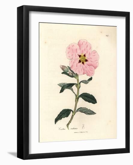 Pink Flowered Cretan Cistus, Cistus Creticus-James Sowerby-Framed Giclee Print