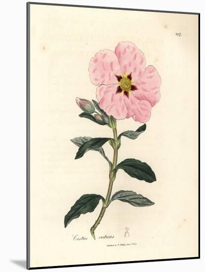 Pink Flowered Cretan Cistus, Cistus Creticus-James Sowerby-Mounted Giclee Print