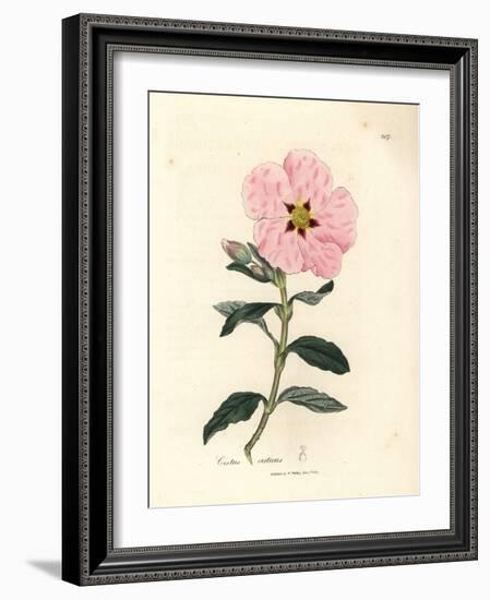 Pink Flowered Cretan Cistus, Cistus Creticus-James Sowerby-Framed Giclee Print