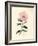 Pink Flowered Cretan Cistus, Cistus Creticus-James Sowerby-Framed Giclee Print