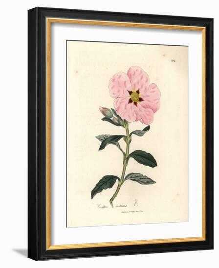 Pink Flowered Cretan Cistus, Cistus Creticus-James Sowerby-Framed Giclee Print