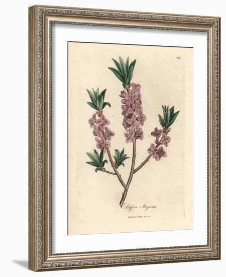 Pink-Flowered Mezereon, Daphne Mezereum-James Sowerby-Framed Giclee Print