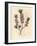 Pink-Flowered Mezereon, Daphne Mezereum-James Sowerby-Framed Giclee Print