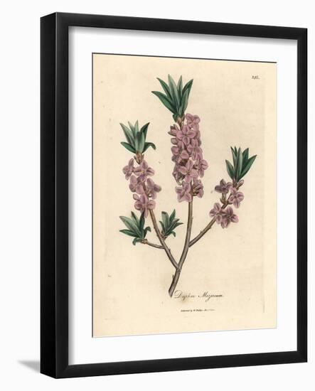 Pink-Flowered Mezereon, Daphne Mezereum-James Sowerby-Framed Giclee Print