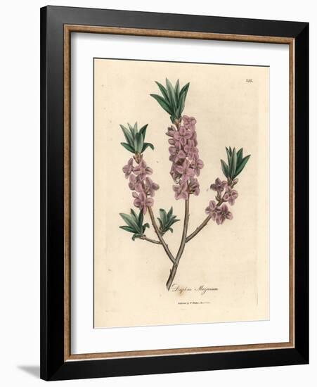 Pink-Flowered Mezereon, Daphne Mezereum-James Sowerby-Framed Giclee Print