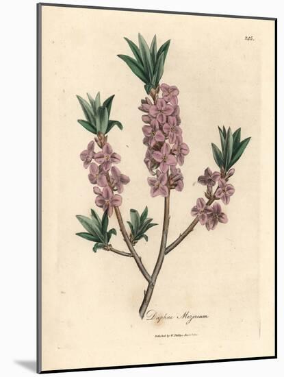 Pink-Flowered Mezereon, Daphne Mezereum-James Sowerby-Mounted Giclee Print