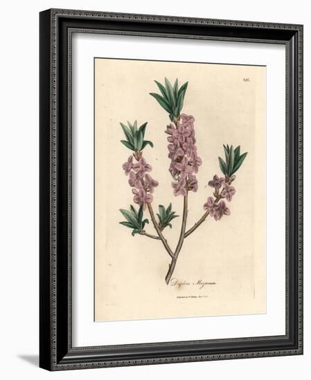 Pink-Flowered Mezereon, Daphne Mezereum-James Sowerby-Framed Giclee Print