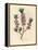 Pink-Flowered Mezereon, Daphne Mezereum-James Sowerby-Framed Premier Image Canvas