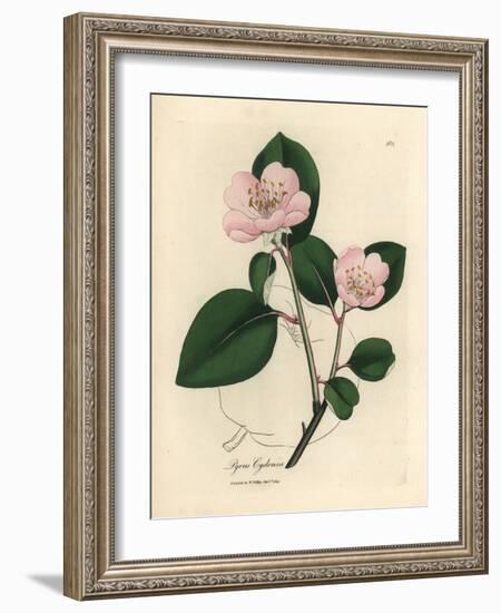 Pink Flowered Quince Tree, Pyrus Cydonia-James Sowerby-Framed Giclee Print