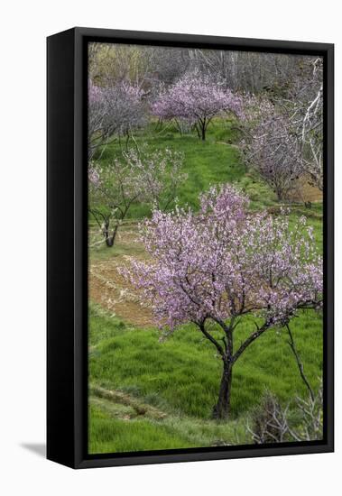 Pink flowering almond trees in grassy meadow, Morocco-Art Wolfe-Framed Premier Image Canvas