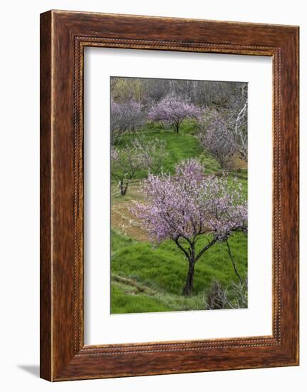 Pink flowering almond trees in grassy meadow, Morocco-Art Wolfe-Framed Photographic Print