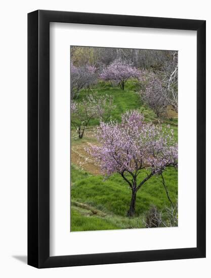 Pink flowering almond trees in grassy meadow, Morocco-Art Wolfe-Framed Photographic Print