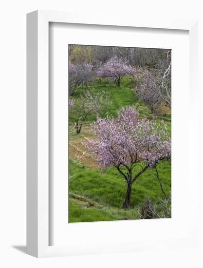 Pink flowering almond trees in grassy meadow, Morocco-Art Wolfe-Framed Photographic Print