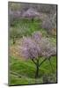 Pink flowering almond trees in grassy meadow, Morocco-Art Wolfe-Mounted Photographic Print