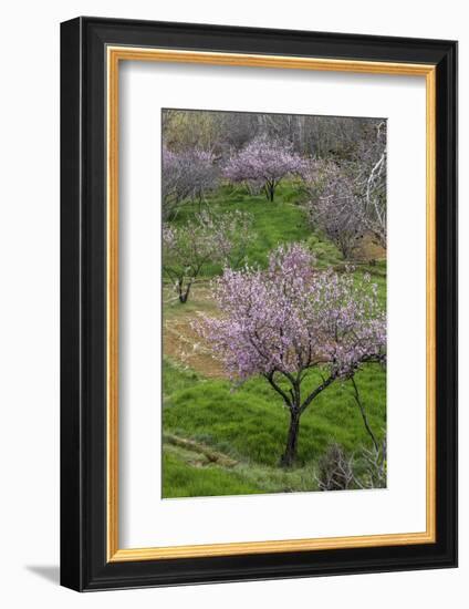 Pink flowering almond trees in grassy meadow, Morocco-Art Wolfe-Framed Photographic Print