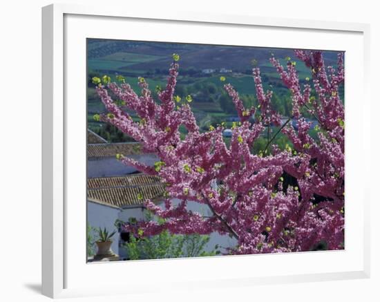 Pink Flowering Cherry Tree and Whitewashed Buildings, Ronda, Spain-Merrill Images-Framed Photographic Print