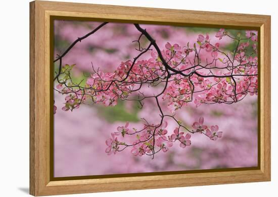 Pink flowering dogwood tree branch, Kentucky-Adam Jones-Framed Premier Image Canvas