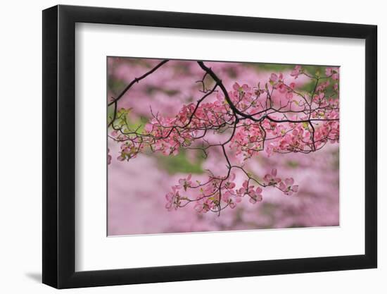 Pink flowering dogwood tree branch, Kentucky-Adam Jones-Framed Photographic Print