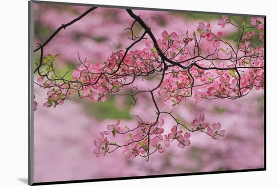 Pink flowering dogwood tree branch, Kentucky-Adam Jones-Mounted Photographic Print