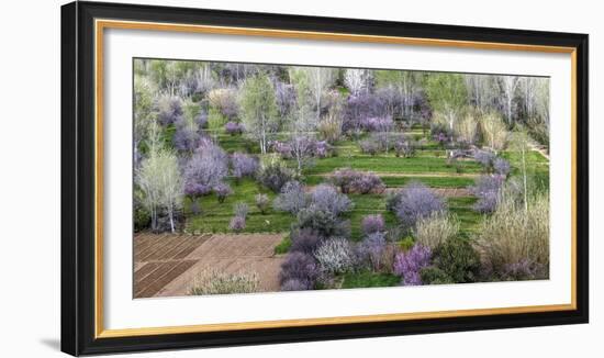 Pink flowering trees in grassy meadow, Morocco-Art Wolfe-Framed Photographic Print
