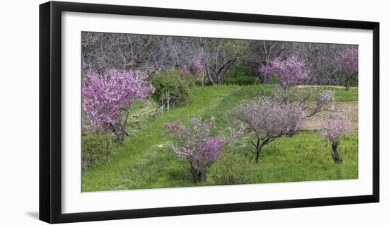 Pink flowering trees in grassy meadow, Morocco-Art Wolfe-Framed Photographic Print