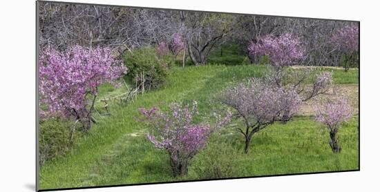 Pink flowering trees in grassy meadow, Morocco-Art Wolfe-Mounted Photographic Print