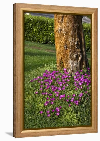 Pink flowers around a tree-Adriano Bacchella-Framed Stretched Canvas