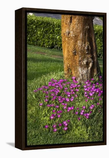 Pink flowers around a tree-Adriano Bacchella-Framed Stretched Canvas