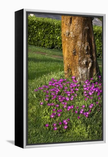 Pink flowers around a tree-Adriano Bacchella-Framed Stretched Canvas