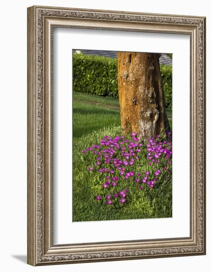 Pink flowers around a tree-Adriano Bacchella-Framed Photo