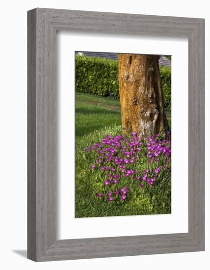 Pink flowers around a tree-Adriano Bacchella-Framed Photo