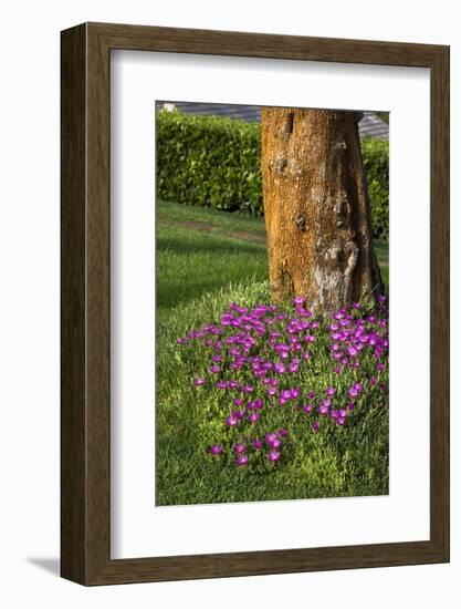 Pink flowers around a tree-Adriano Bacchella-Framed Photo