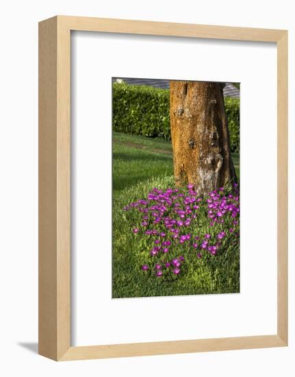 Pink flowers around a tree-Adriano Bacchella-Framed Photo