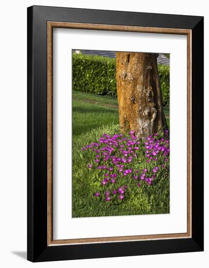 Pink flowers around a tree-Adriano Bacchella-Framed Photo