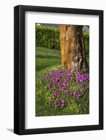 Pink flowers around a tree-Adriano Bacchella-Framed Photo