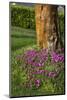 Pink flowers around a tree-Adriano Bacchella-Mounted Photo