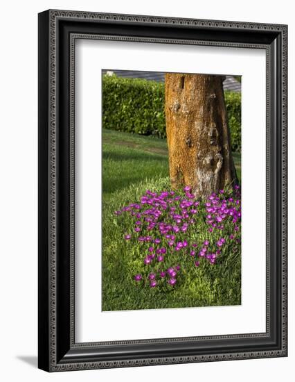 Pink flowers around a tree-Adriano Bacchella-Framed Photo