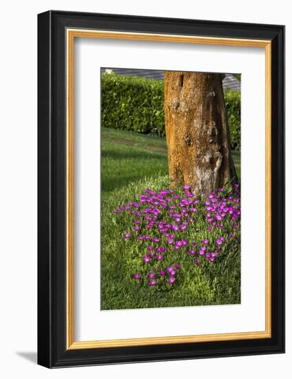 Pink flowers around a tree-Adriano Bacchella-Framed Photo