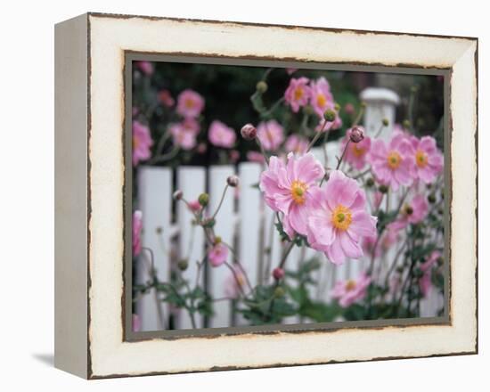 Pink Flowers by White Picket Fence, Langley, Whidbey Island, Washington, USA-Merrill Images-Framed Premier Image Canvas