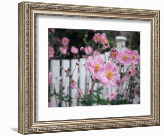 Pink Flowers by White Picket Fence, Langley, Whidbey Island, Washington, USA-Merrill Images-Framed Photographic Print