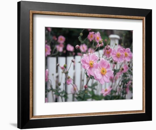 Pink Flowers by White Picket Fence, Langley, Whidbey Island, Washington, USA-Merrill Images-Framed Photographic Print