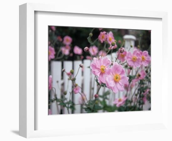 Pink Flowers by White Picket Fence, Langley, Whidbey Island, Washington, USA-Merrill Images-Framed Photographic Print