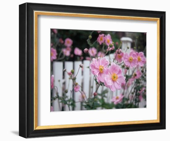 Pink Flowers by White Picket Fence, Langley, Whidbey Island, Washington, USA-Merrill Images-Framed Photographic Print