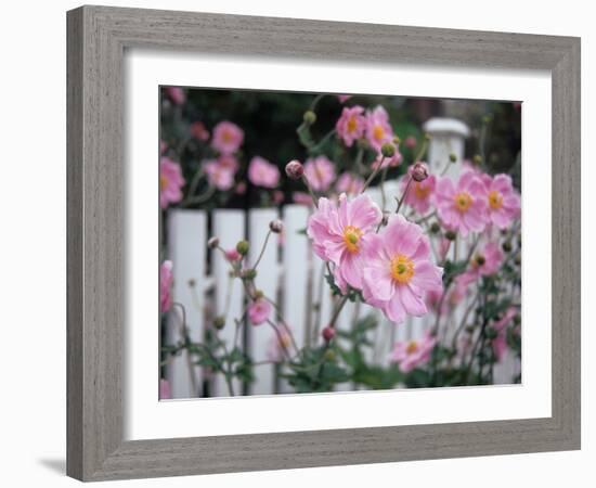 Pink Flowers by White Picket Fence, Langley, Whidbey Island, Washington, USA-Merrill Images-Framed Photographic Print