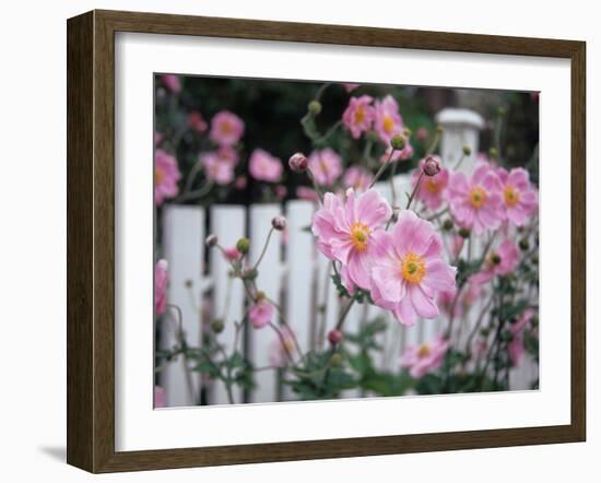 Pink Flowers by White Picket Fence, Langley, Whidbey Island, Washington, USA-Merrill Images-Framed Photographic Print