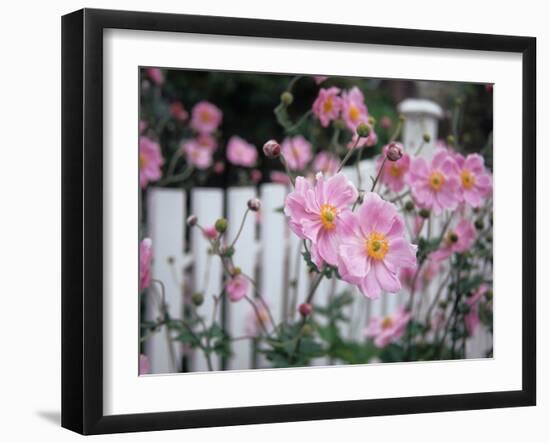 Pink Flowers by White Picket Fence, Langley, Whidbey Island, Washington, USA-Merrill Images-Framed Photographic Print